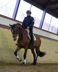 Peppino ist ein braunes Pferd. Es wird von einem Polizisten in einer Halle geritten.